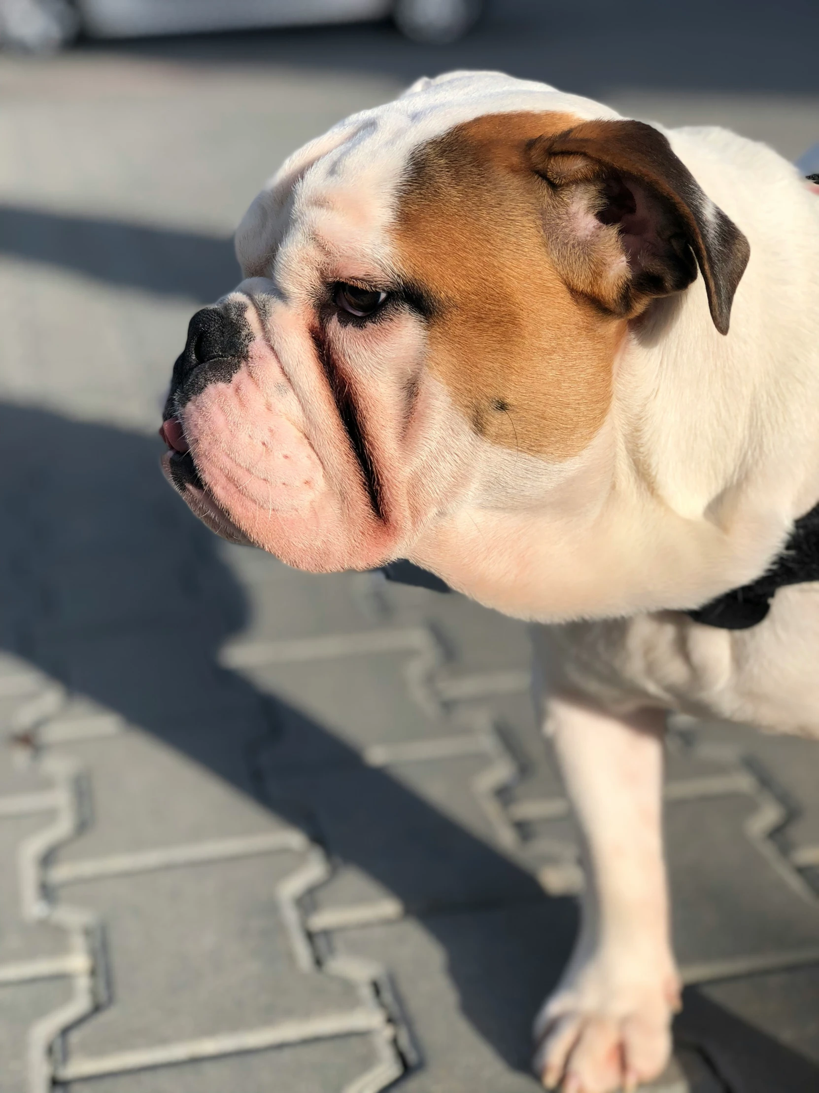 a brown and white dog on the ground