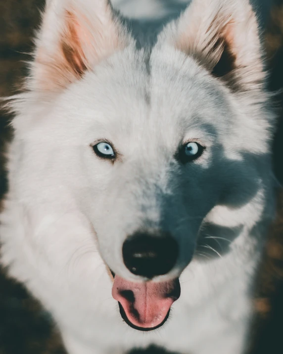 a white dog with blue eyes looking at the camera