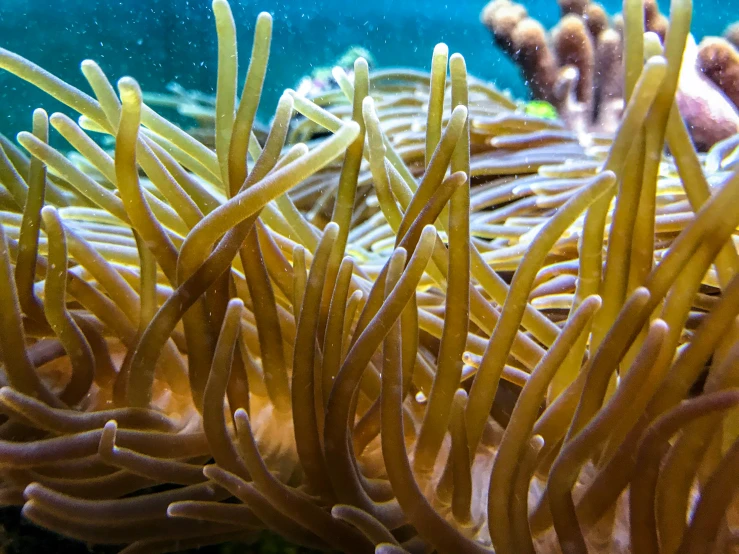 an underwater view of some yellow sea anemone