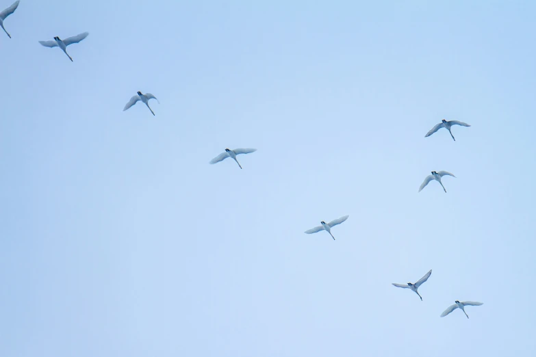 many birds flying in the sky during a sunny day