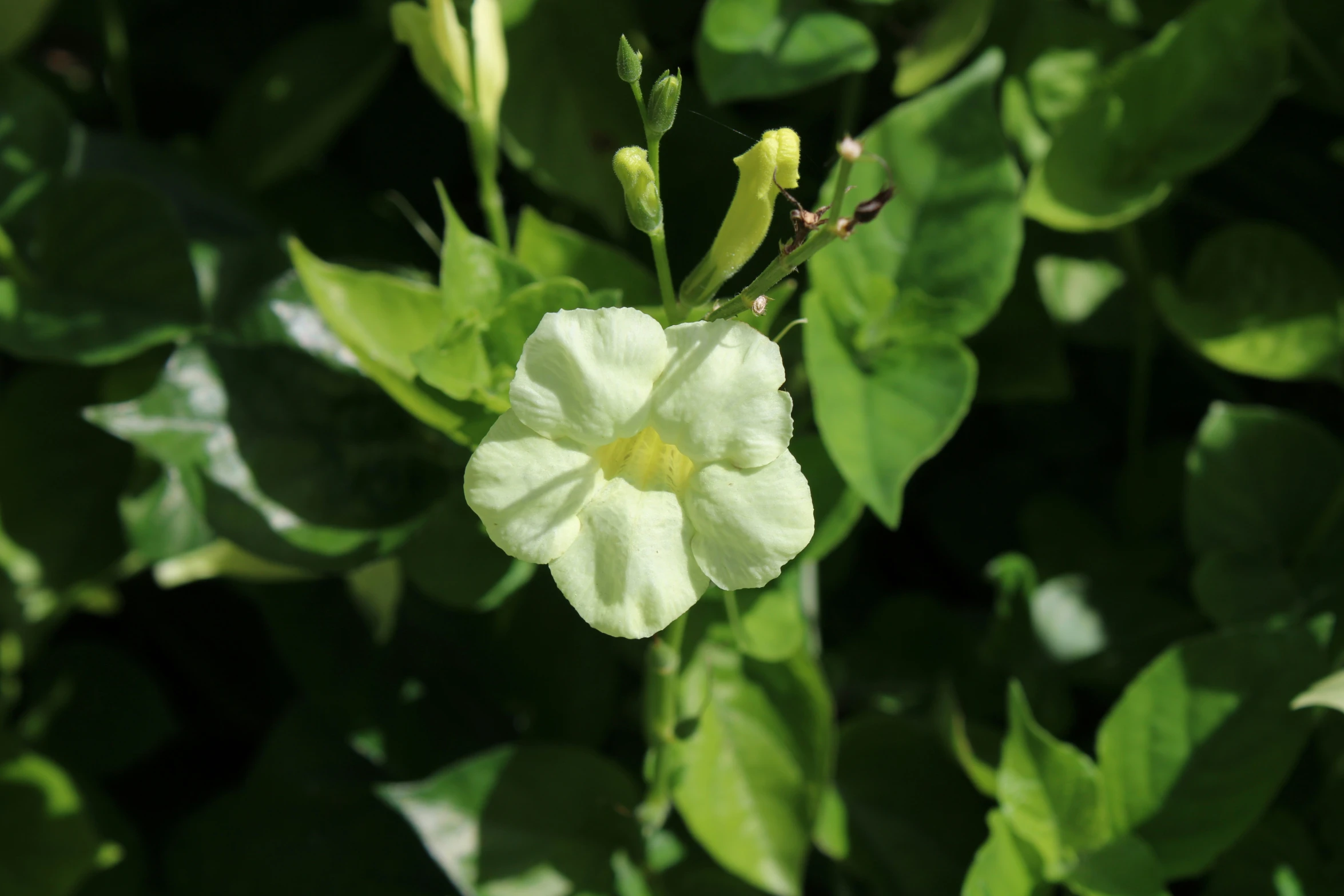 a white flower with green leaves on it