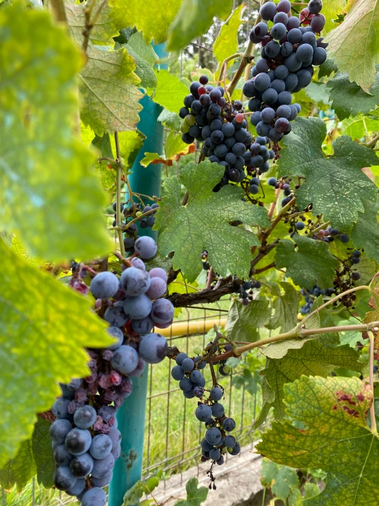 red gs grow on the vine in the sunshine