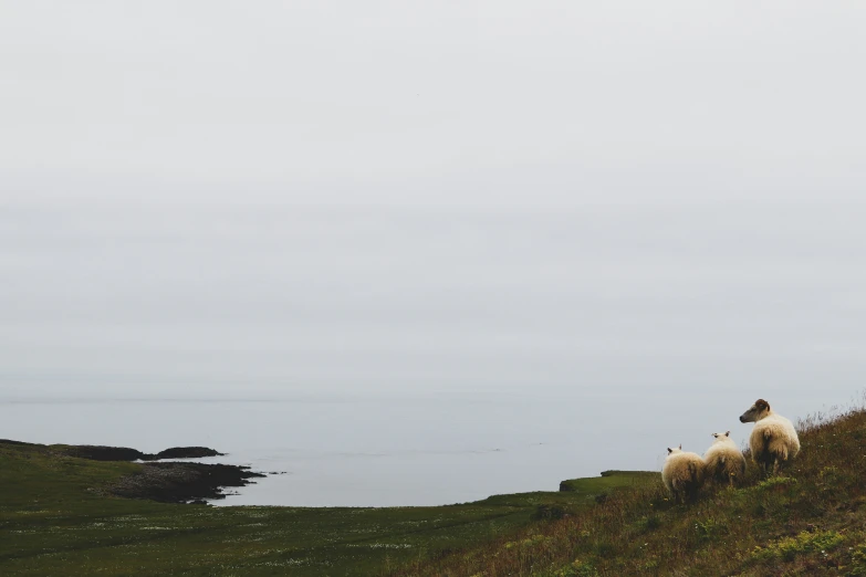 three animals are standing in a grassy hill