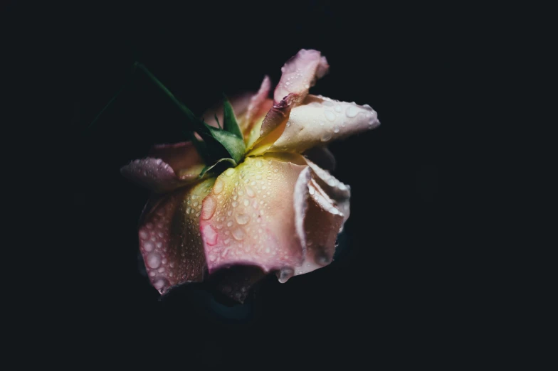 a close up view of a pink and yellow flower