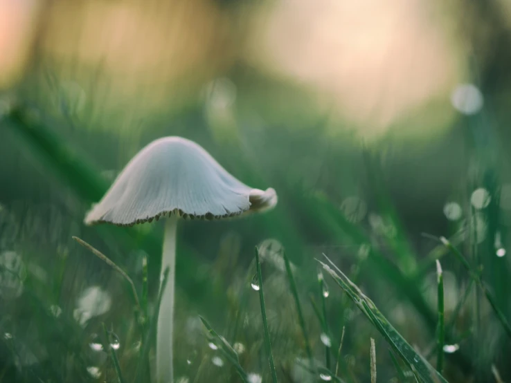 there is a small white mushroom in the grass