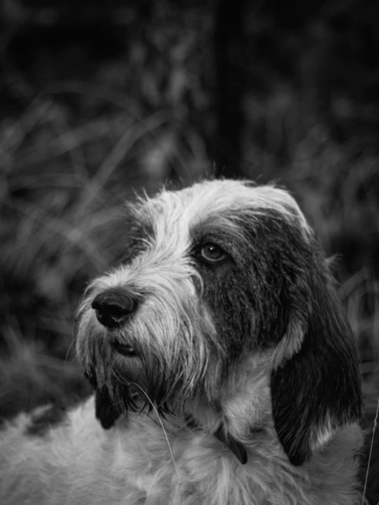 a black and white po of a dog in the woods