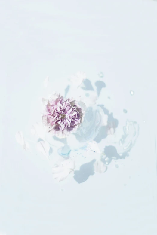 a white and purple flower on white water