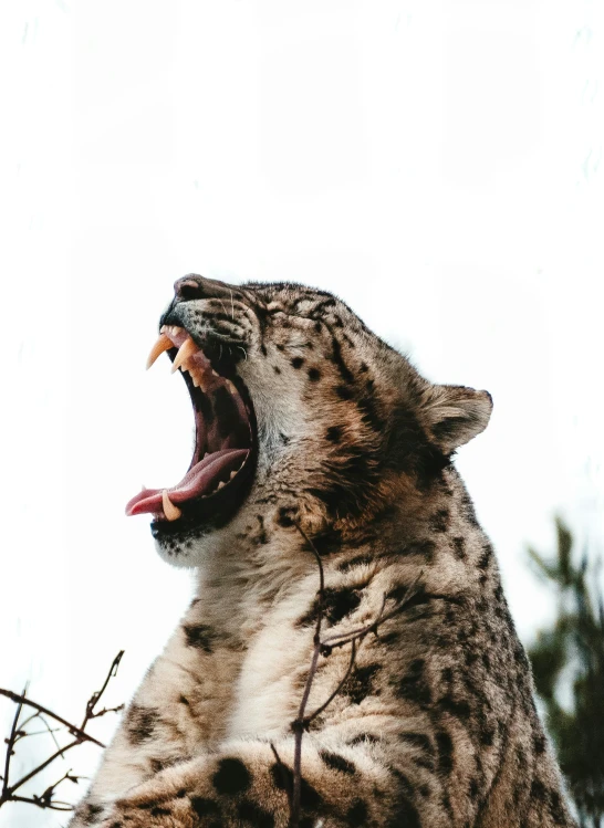 a snow leopard roaring its teeth while sitting