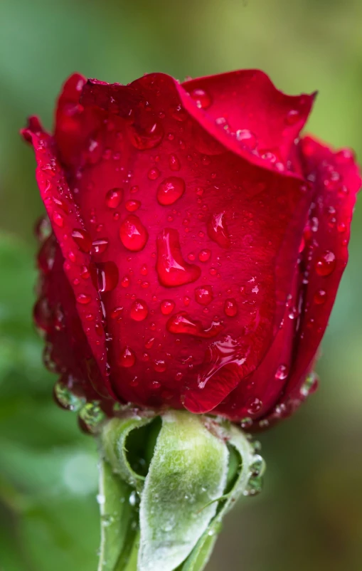 a red flower with drops of rain on it