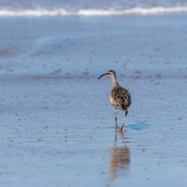 a small bird is standing on some sand at the edge of the water
