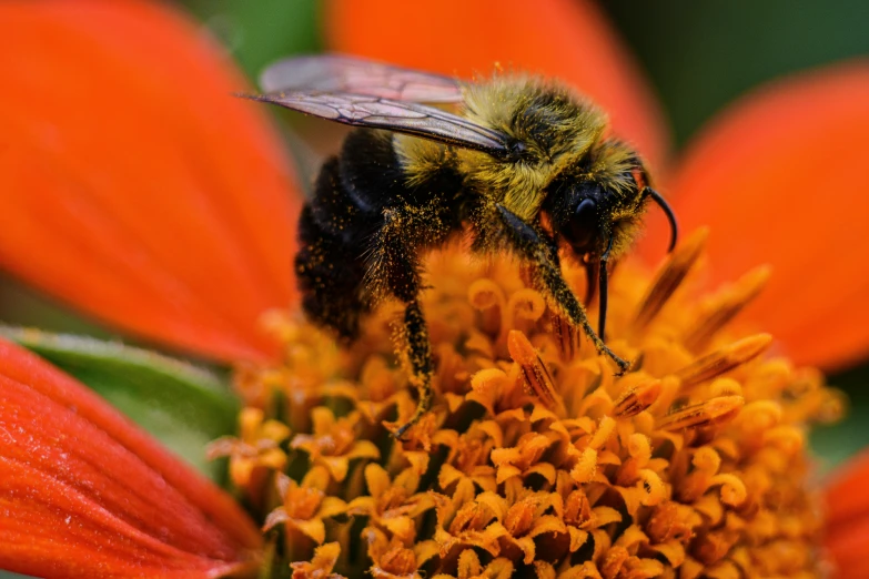 a close up of a bee on some flowers