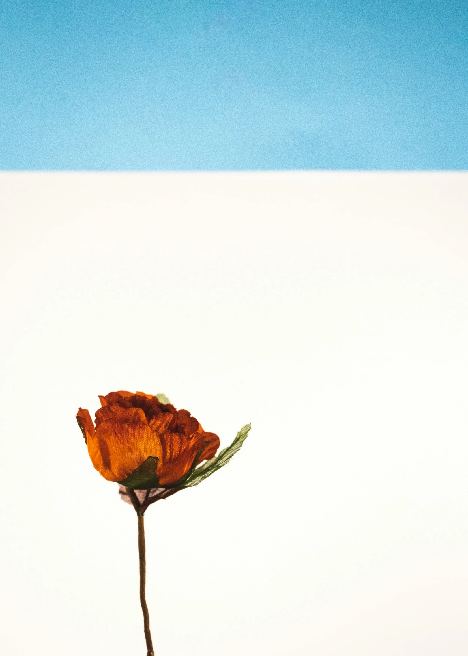 a single orange flower is in a white square