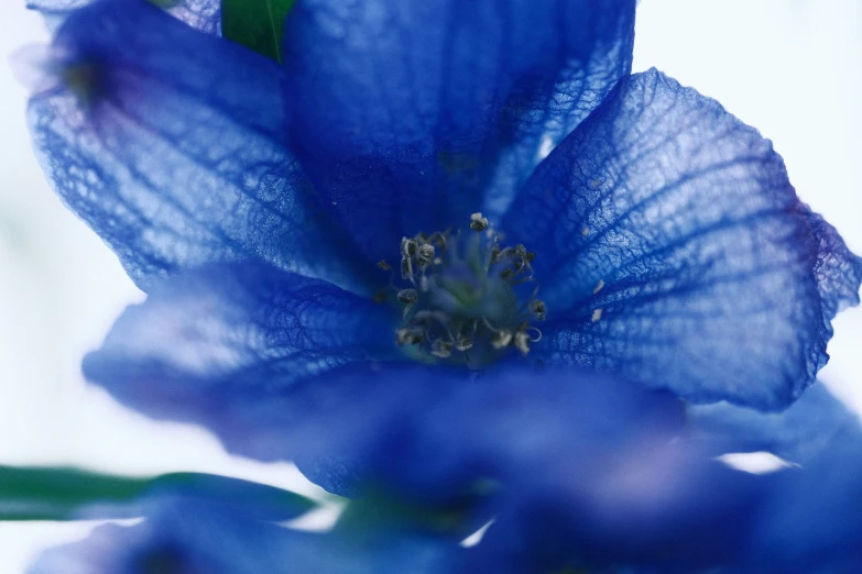 a blue flower on white background