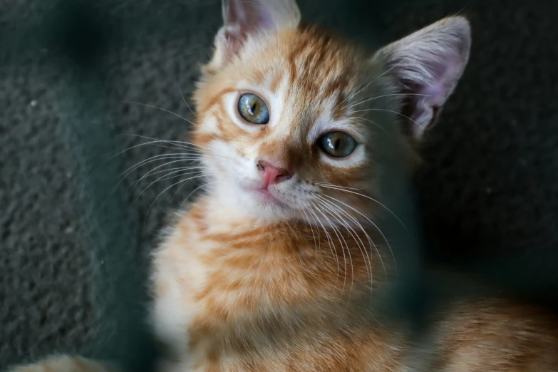 an orange and white kitten in front of a metal fence