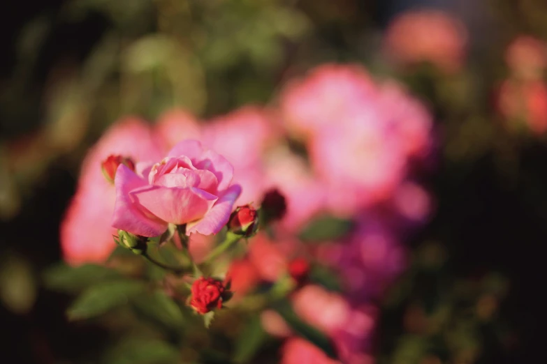 some pink flowers sitting in the middle of red ones