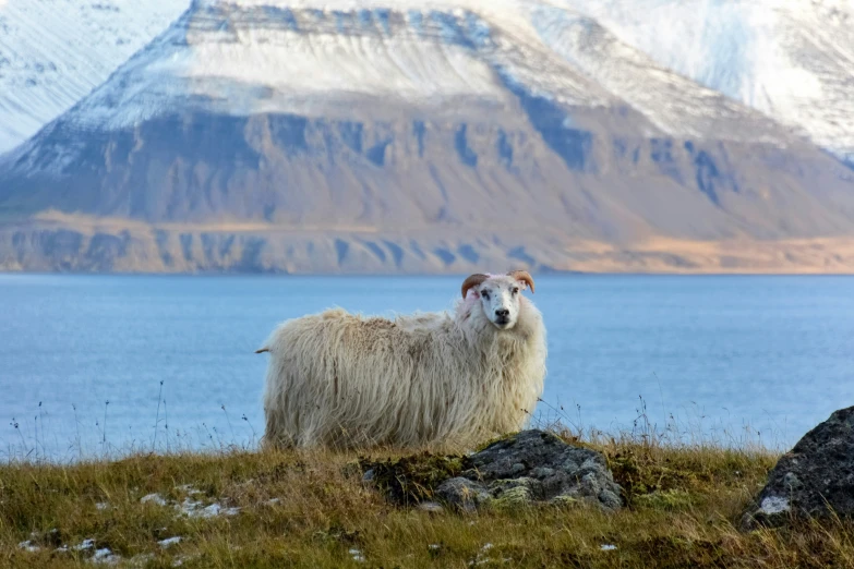 two long haired sheep stand in front of some snow covered mountains