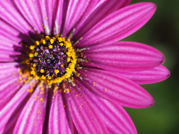 the center of a pink flower with dew