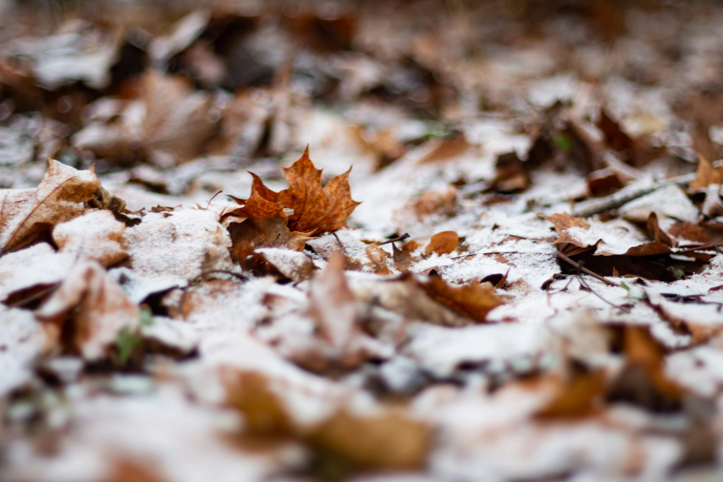 a snow covered ground with leaves and a yellow object in the middle