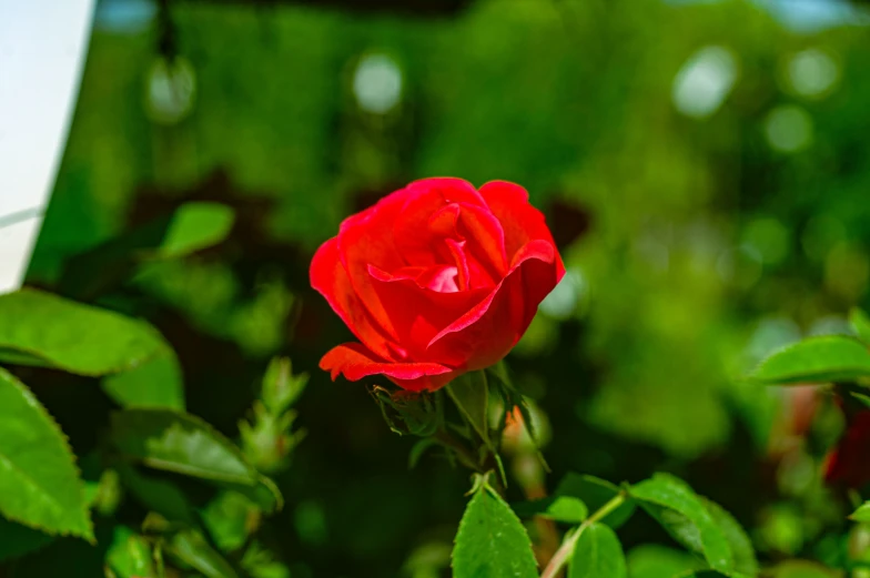 a single rose sitting in the middle of some green leaves