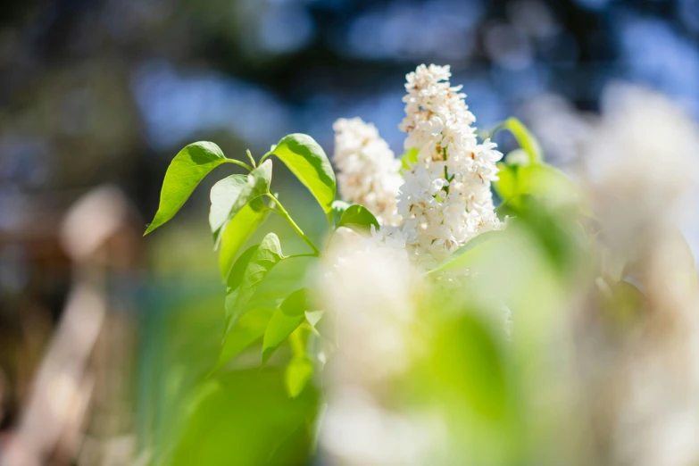 an unfurnished white flower on a green plant