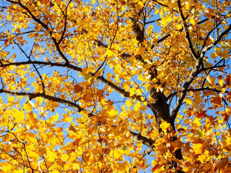 a close up of the leaves of a tree