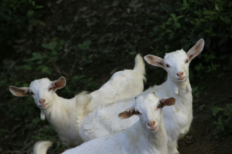 three goats staring towards the camera from behind