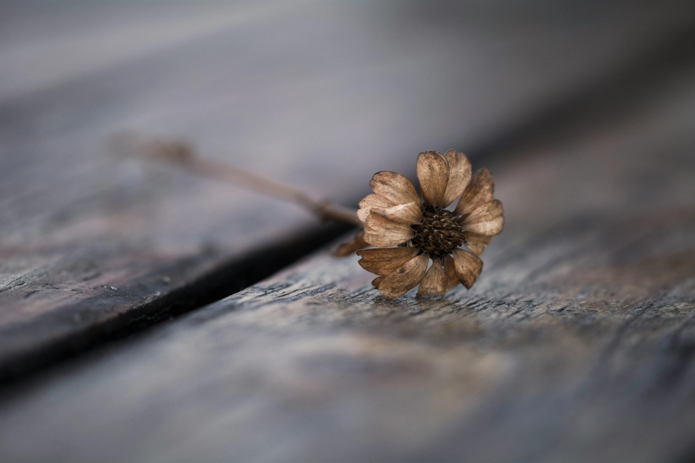 the flower is resting on the wooden surface
