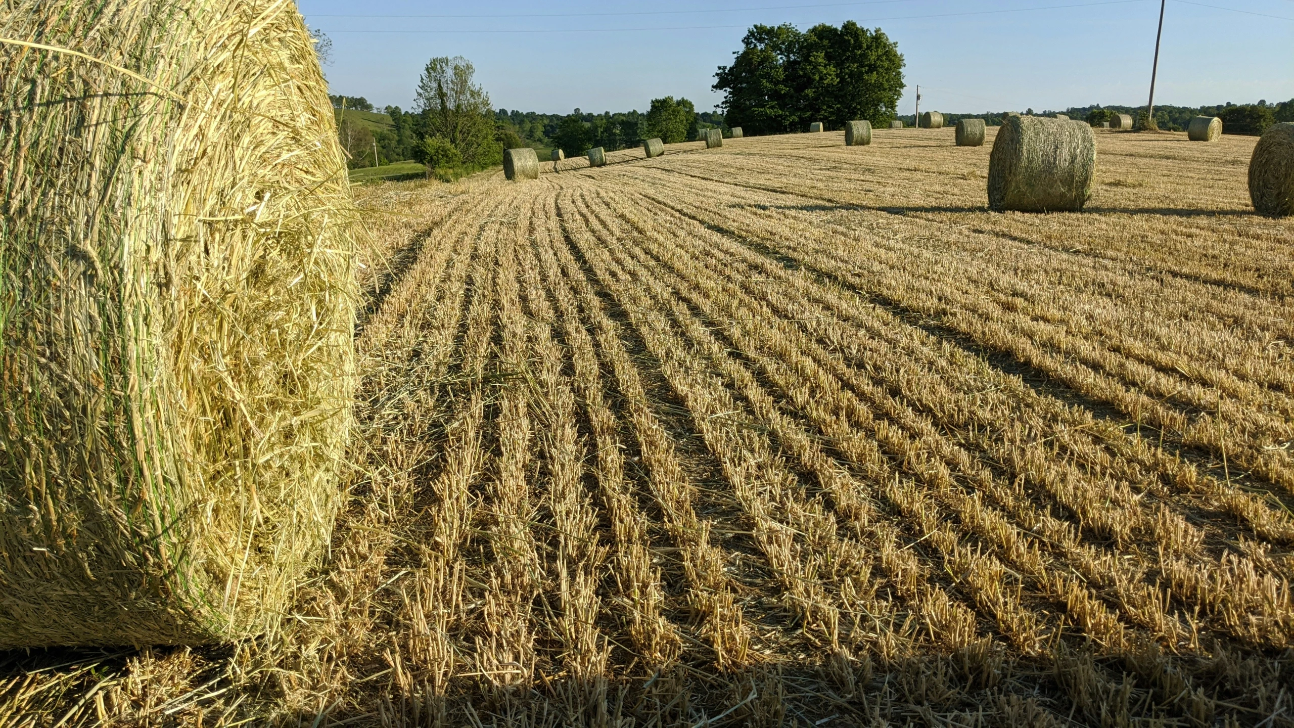 hay bales that have been cut open in a field