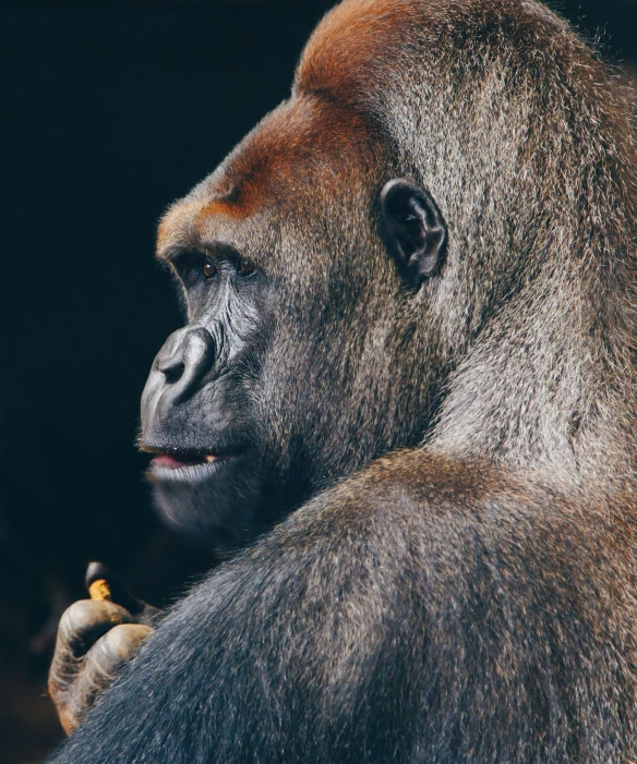 a gorilla with its front teeth showing, holding onto a small banana