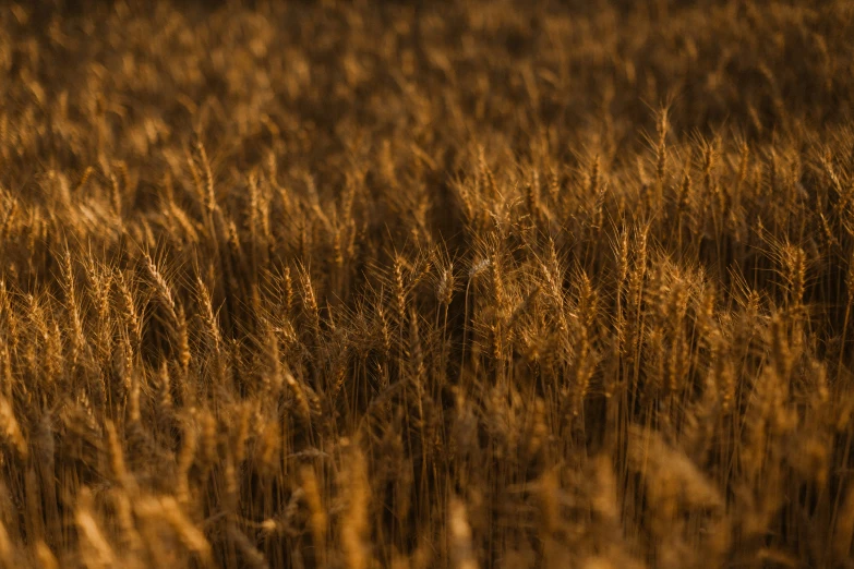 a field with a red kite flying in the distance