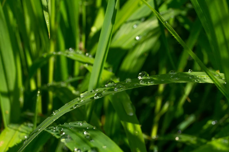 some water droplets are on the grass, and water droplets are falling off it