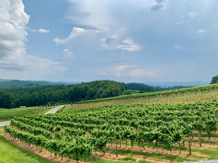 a dirt road leads through a green vineyard