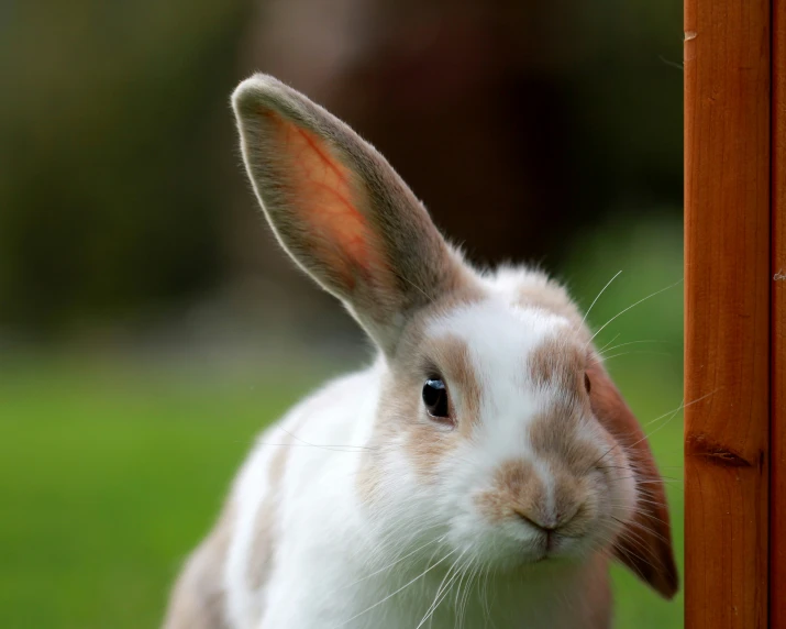 a closeup of a bunny rabbit sticking its head out from a wooden fence