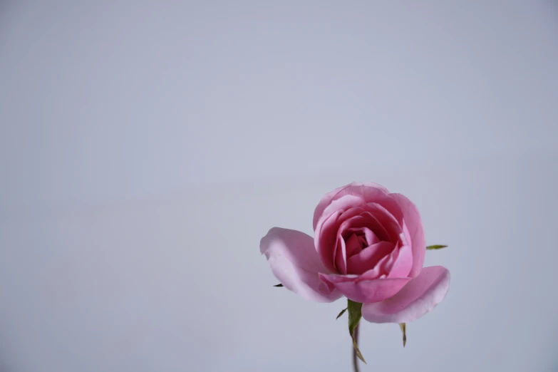 a pink rose that is on a table