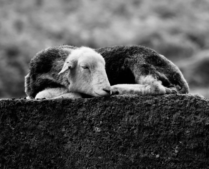 a sheep lies on the edge of a pile of hay