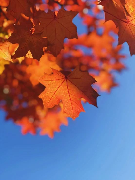 the red leaves of an autumn tree against the blue sky