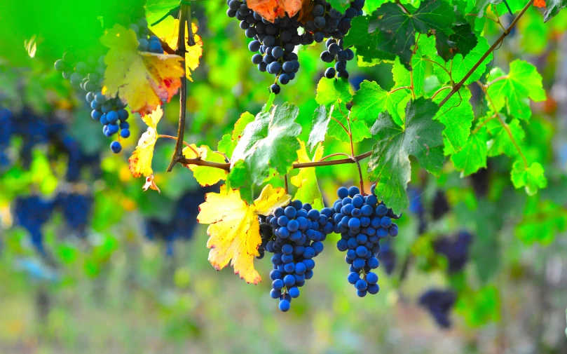 a vine with small clusters of gs hanging from the vine