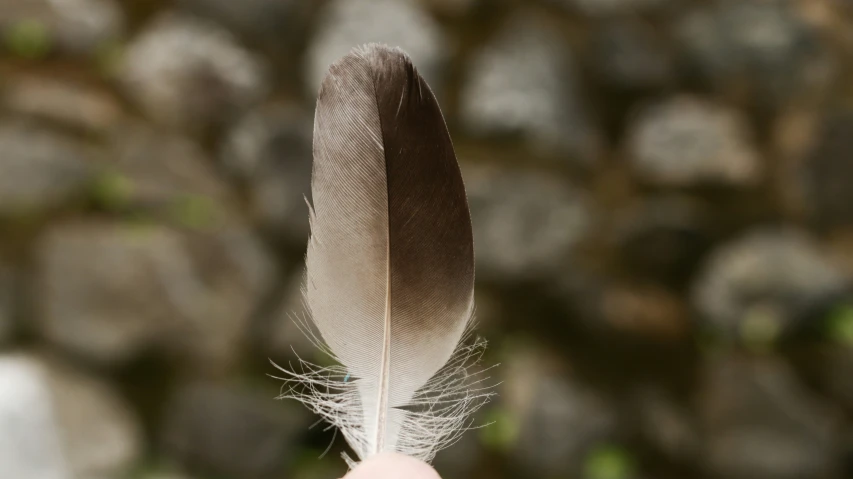 a small feather is shown with a blurry background