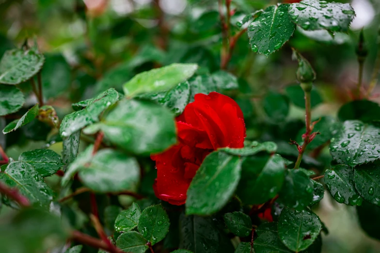 red rose with water droplets, on a nch