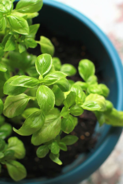 a green plant that is sitting in a pot