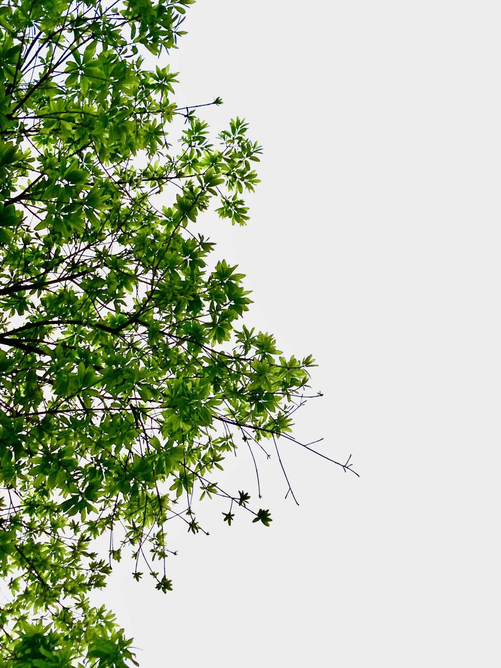 the top of a tall tree in front of a white sky