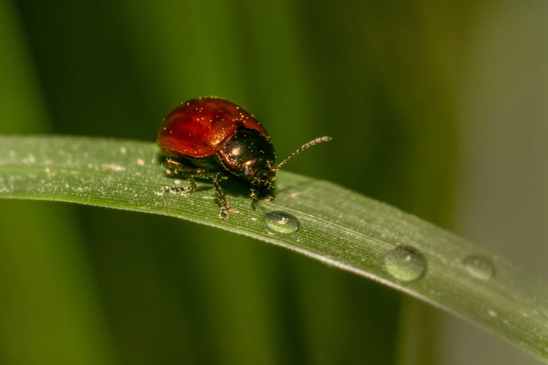 the small red insect is resting on the green leaves