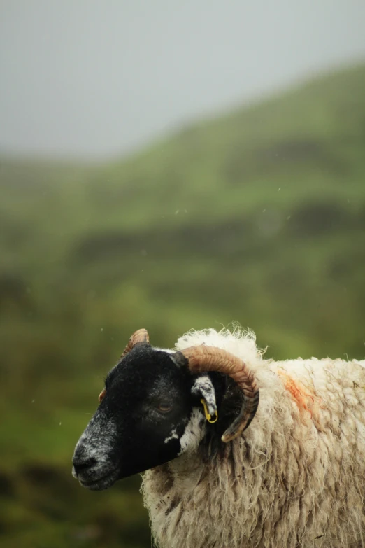 there is a black and white sheep standing in the field