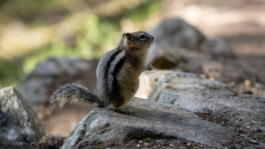 a small animal standing on top of a rock