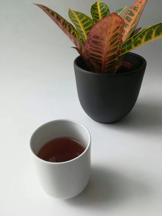 a coffee mug with a flower pot next to it