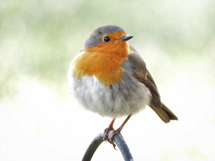 a little bird standing on the top of a pole