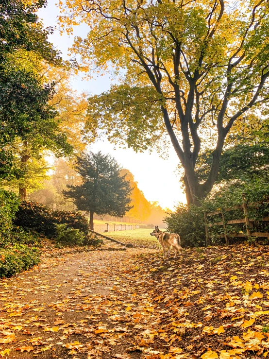 a path leads to the side of a forest