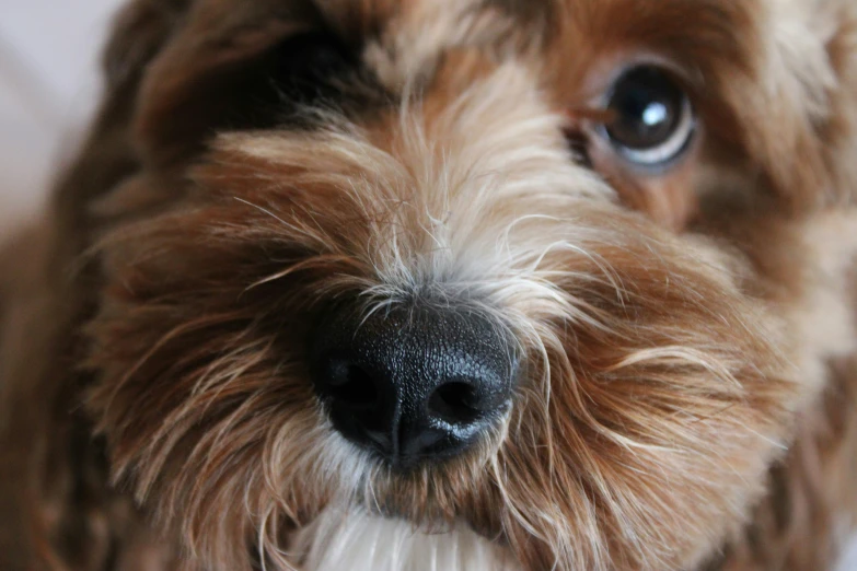 a gy dog has a curious look on its face