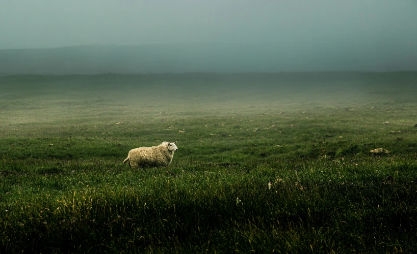 a single sheep standing in a foggy green field