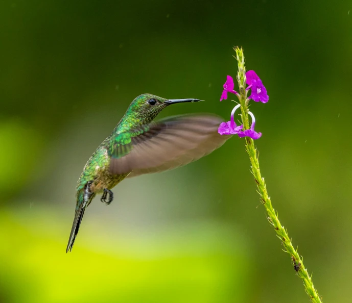a hummingbird hovers next to a purple flower